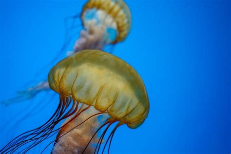 Premium Photo | Pacific sea nettle jellyfish underwater