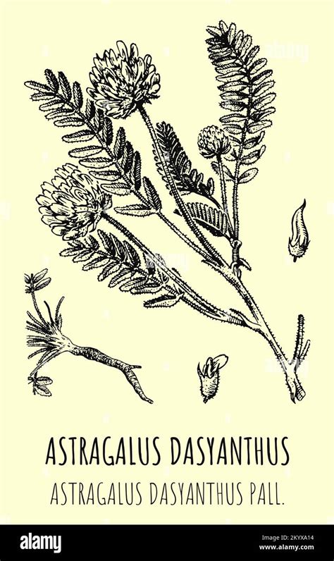 Dibujos Vectoriales De Astrágalo Ilustración Dibujada A Mano Nombre Latino Astragalus