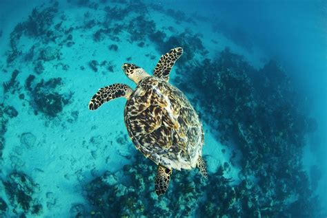 Best Snorkeling in the Caribbean | 10 Best Places