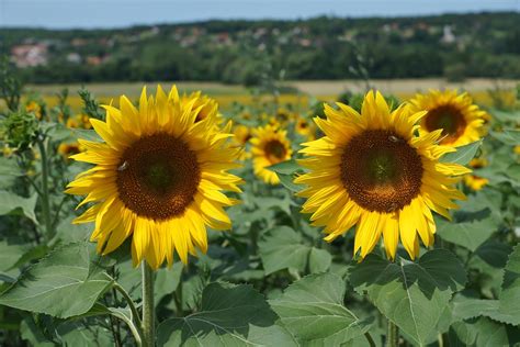 Tournesol Fleur Inflorescence Photo Gratuite Sur Pixabay Pixabay