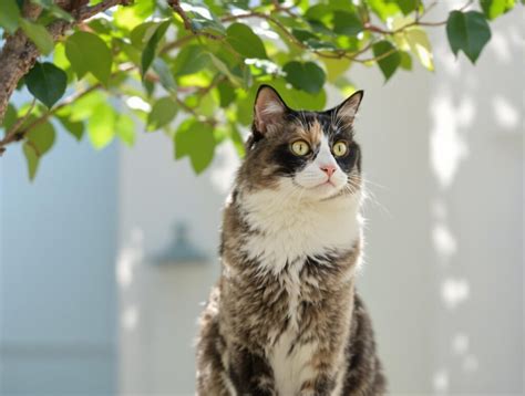 home temperature   comfortable cat pet health md