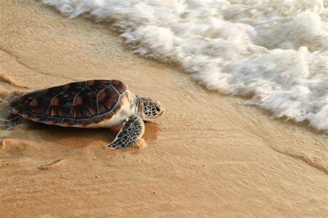 Tortugas Marinas Caracter Sticas D Nde Viven Y Costumbres