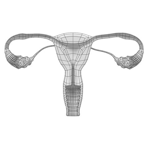 Uterus Section Female Reproductive 3d Model