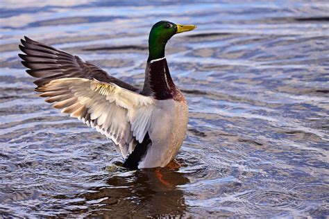 Ente Stockente Vogel Kostenloses Foto Auf Pixabay Pixabay