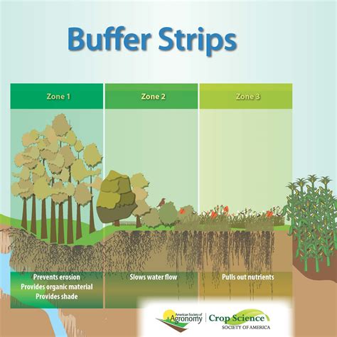 What Are Riparian Buffer Strips? | Newswise: News for Journalists