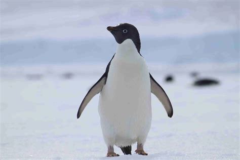 Penguins International | World Penguin Day: Penguin Conservation Status