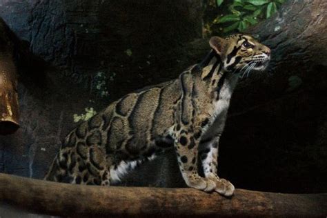 Formosan Clouded Leopard declared extinct in Taiwan – The Wild East ...