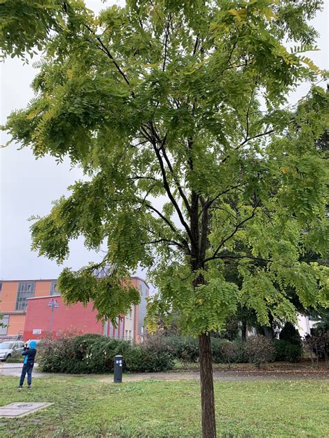 Black Locust From Otto Von Guericke Universit T Magdeburg Sachsen