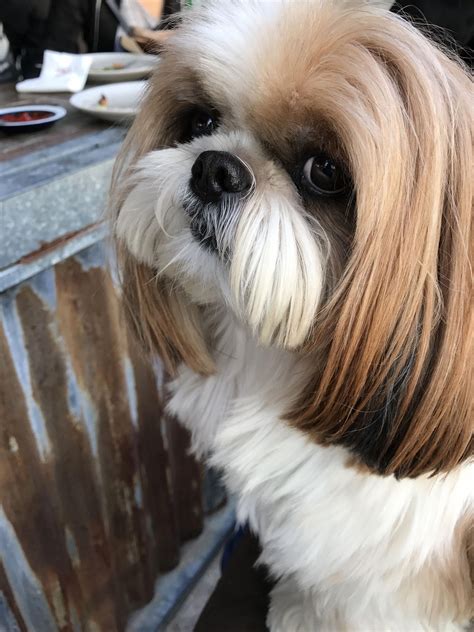 Shih Tsu Dog Is All Groomed To Perfectionwow Do You Love