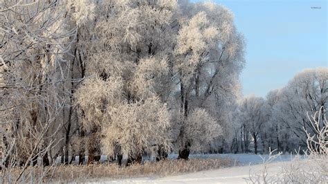 Frozen forest wallpaper - Nature wallpapers - #38911