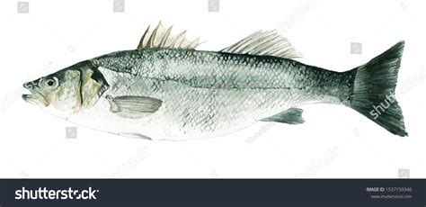 464 Watercolor Bass Fish Images Stock Photos Vectors Shutterstock