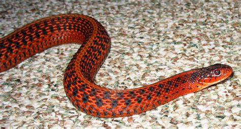 Eastern Garter Snake Morphs Kingsnake Com Photo Gallery Garter Snakes