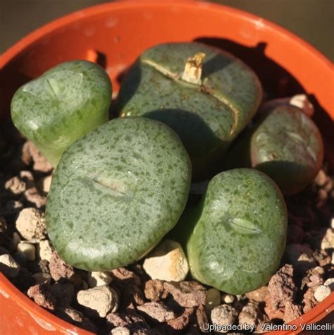 Conophytum Ceresianum