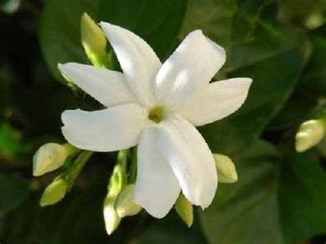 7 Night Jasmine Seeds-1043 - Etsy