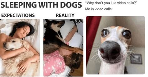 28 Wholesome Dog Memes for People Having a Ruff Day (September 12, 2023 ...