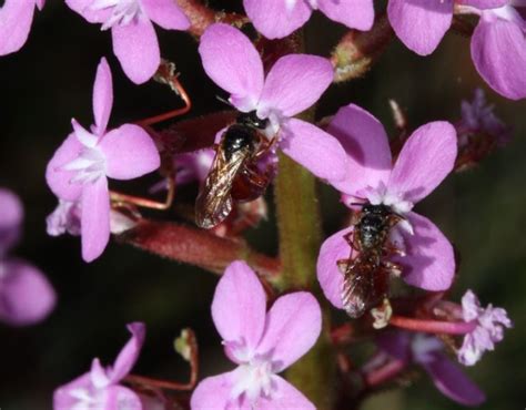 Bee Attracting Plants – Bungalook Native Nursery