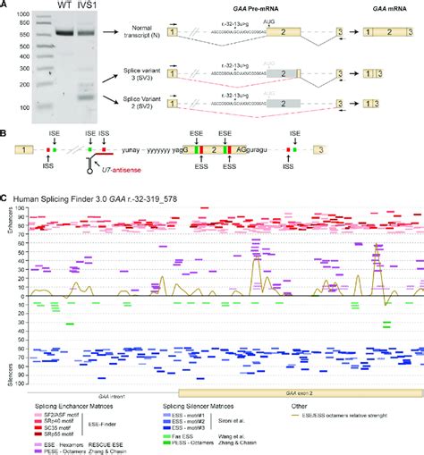 In Silico Prediction To Identify Splicing Regulatory Elements Download Scientific Diagram