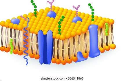 Download cell membrane structure - llkaop