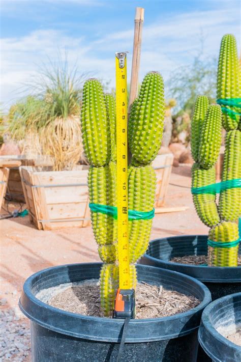 Echinopsis Brevispinulosus Indian Comb Cactus LARGE RARE EBay