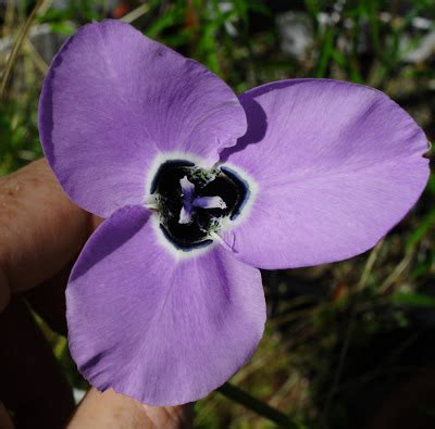 Growing Cool Plants Moraea Gigandra