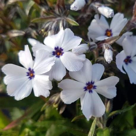 FLOKS SZYDLASTY GOLDIPHLOX LIGHT BLUE PHLOX SUBULATA GOLDIPHLOX