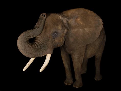 African Forest Elephant Drawing