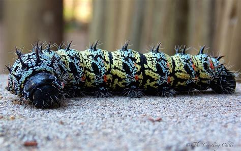 Mopane Worms A True Delicacy In Southern Africa The Travelling Chilli