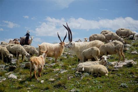 Mountain Goats with Big Horns in the Mountains of Dagestan Stock Image - Image of field ...