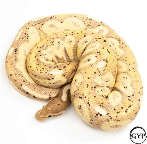 Banana Ball Python – Gopher Your Pet