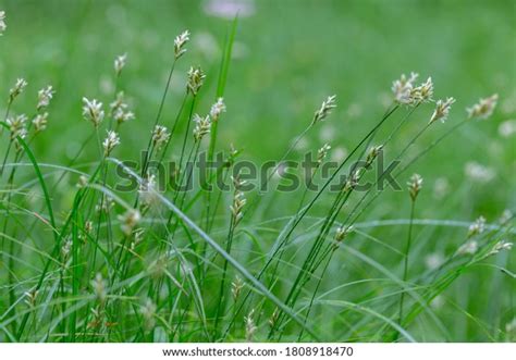 Carex Brizoides Species Sedge Found Deciduous Stock Photo 1808918470