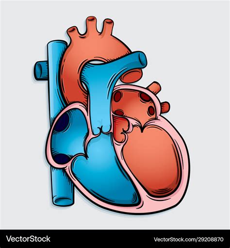 Heart Anatomy SVG