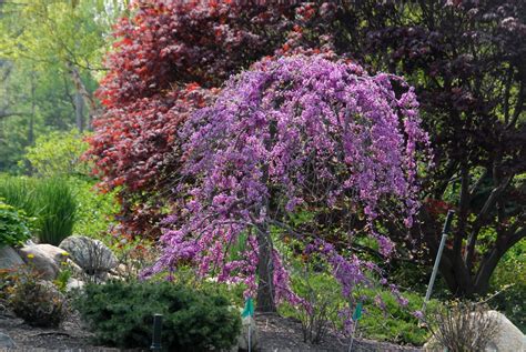 Cercis Canadensis American Judas Tree American Redbud Eastern Redbud