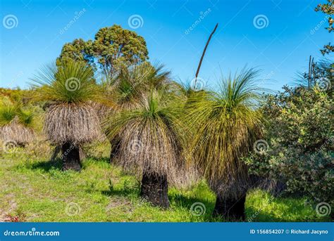 Australian Native Grass Trees in the Bush with Flora and Fauna Stock ...