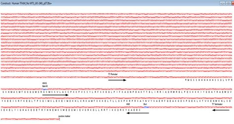 Addgene Human Tfam Nomts L Pet A