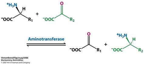 Amino Acid Degradation Flashcards | Quizlet