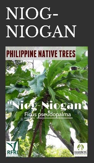 Pin By Liza Saguin On Philippine Native Trees And Plants Fast Growing