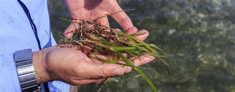 Seagrass Restoration Project Spans Two Oceans Jcu Australia