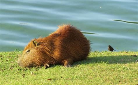 El Capibara Caracter Sticas H Bitat Qu Come Mascota