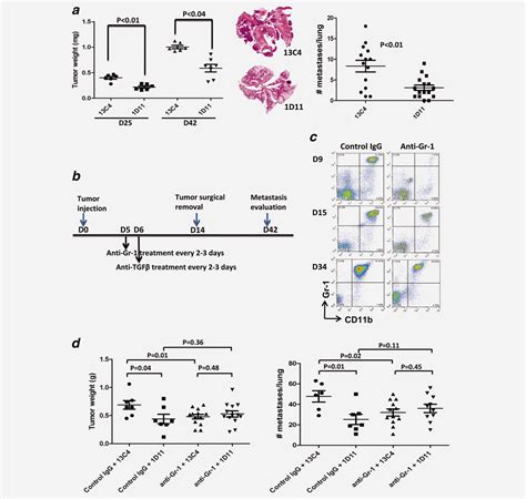 Gr Cd B Cells Are Responsible For Tumor Promoting Effect Of Tgf