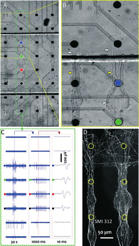 Sample morphology and recording from cortical neurons in the μ-ch_ws... | Download Scientific ...