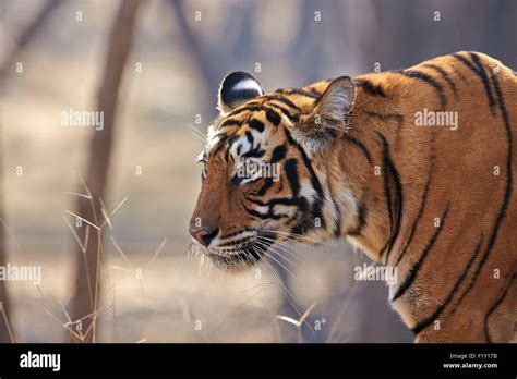 India Rajasthan State Ranthambore National Park Bengal Tiger Panthera Tigris Tigris Adult