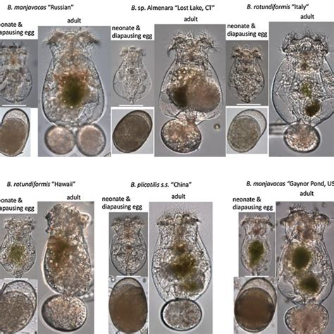 A B Exemplary Photomicrographs Of Representative Species From The