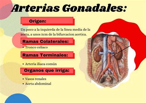 Arterias Gonadales Tronco celíaco Iliaco Aorta abdominal