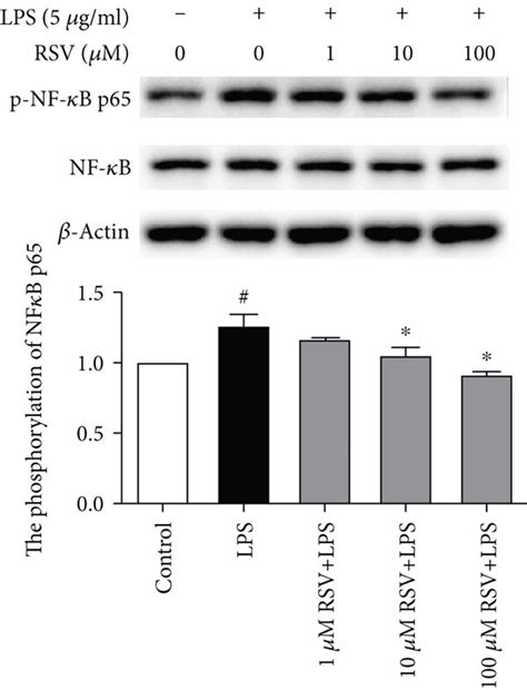 Resveratrol Inhibits Nf κb P65 And Stat3 Phosphorylation And Nuclear Download Scientific