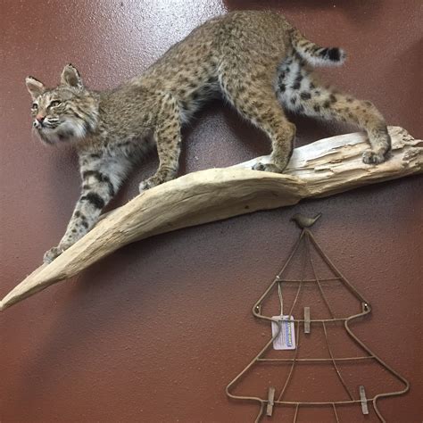 Anr Bobcat Wall Mount Bobcat Deer Hunting Decor Bobcat Mounts