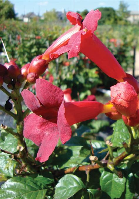 Trumpet Vine Seeds Atomic Red Perennial Hummingbird Etsy