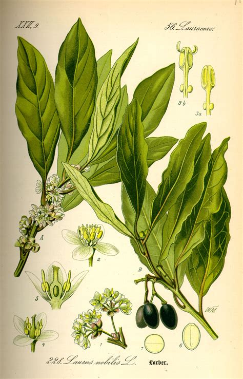 Lorbeer - Kostbare Natur