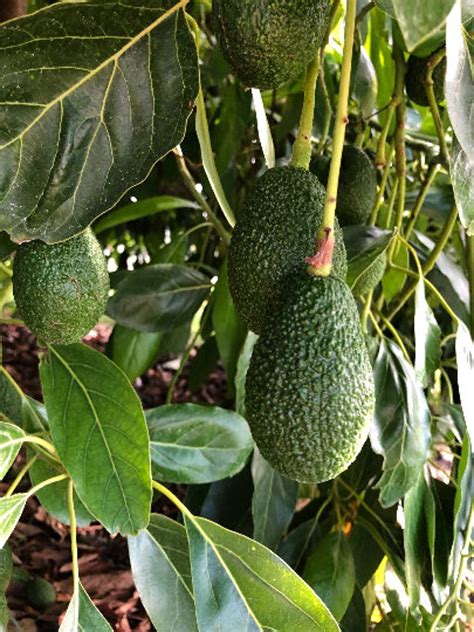 Hass Avocado Unrooted Cuttings Set Of 4 Etsy