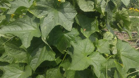 cucumber downy mildew « The Yellow Farmhouse Garden