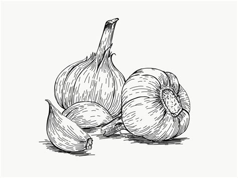 Garlic Drawing At Explore Collection Of Garlic Drawing